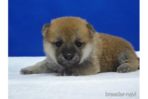 成約済の愛知県の柴犬-169075の5枚目