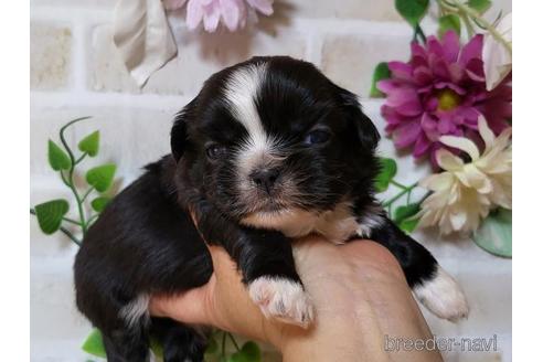 成約済の長崎県のミックス犬-169089の3枚目