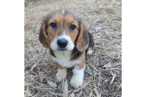 成約済の神奈川県のミックス犬-162883の6枚目