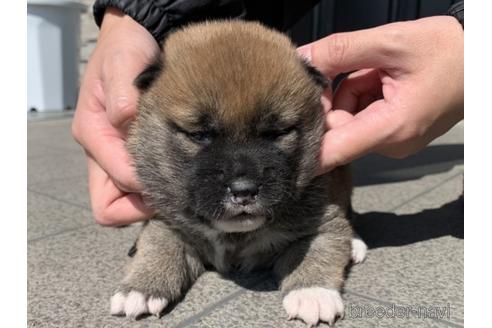 成約済の長崎県の柴犬-169447の2枚目