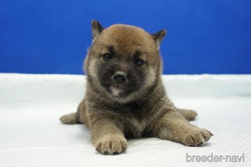 成約済の愛知県の柴犬-169058の2枚目