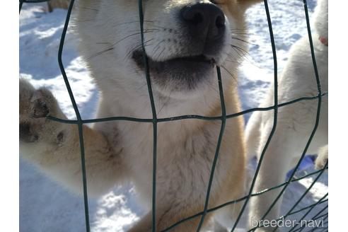 成約済の北海道の柴犬-170320の3枚目