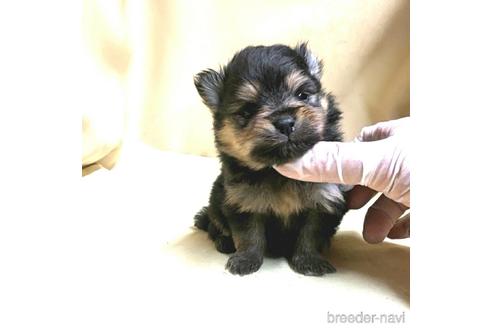 成約済の茨城県のポメラニアン-171216の9枚目