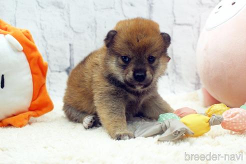 成約済の栃木県の柴犬-171304の1枚目