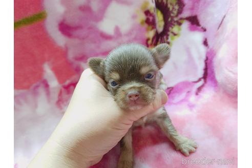 成約済の茨城県のチワワ(ロングコート)-171257の1枚目