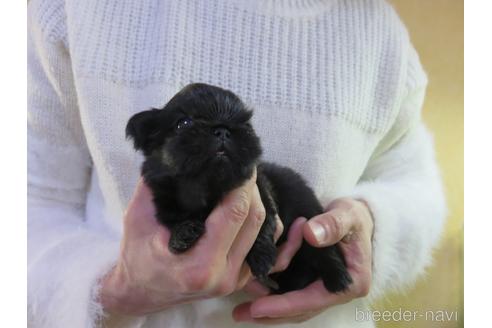 成約済の愛知県のペキニーズ-172744の12枚目