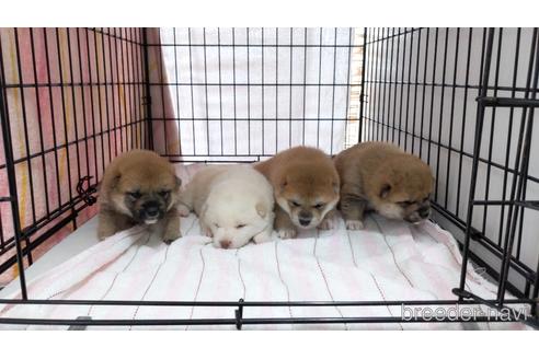 成約済の茨城県の柴犬-173466の2枚目