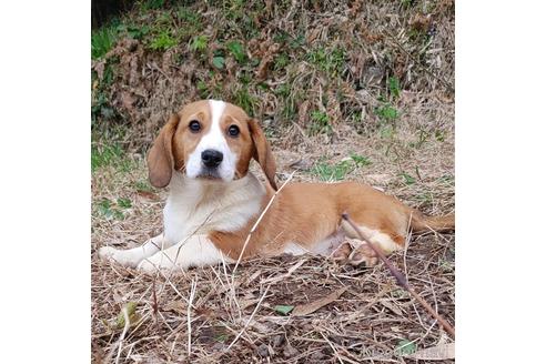 成約済の神奈川県のミックス犬-162884の4枚目