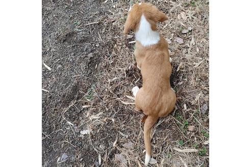 成約済の神奈川県のミックス犬-162887の2枚目