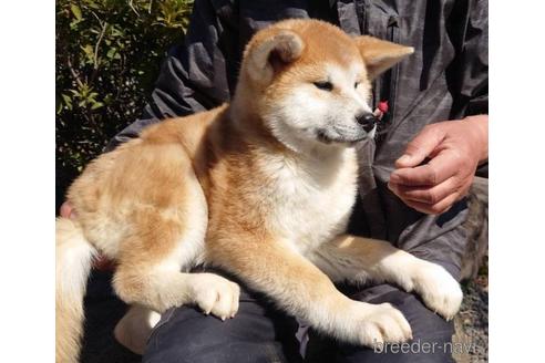 群馬県の秋田犬 女の子 21 11 05生まれ 赤毛が綺麗な女の子です 子犬id ブリーダーナビ