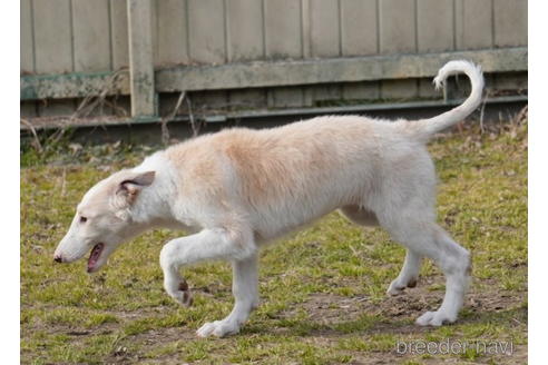 成約済の愛知県のボルゾイ-174025の5枚目