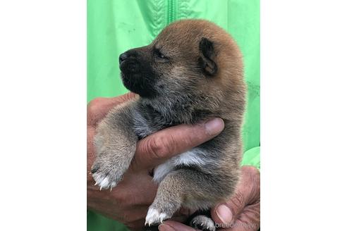 成約済の愛知県の柴犬-174137の10枚目