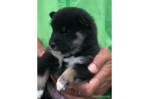 成約済の愛知県の柴犬-174143の10枚目