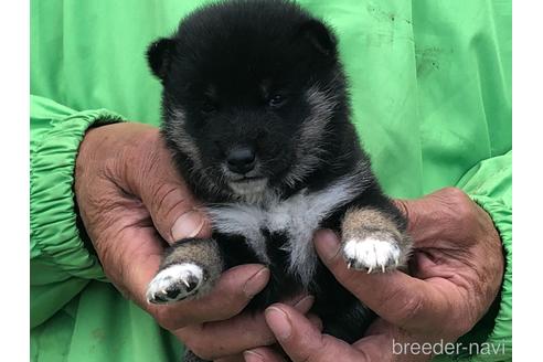 成約済の愛知県の柴犬-174143の4枚目