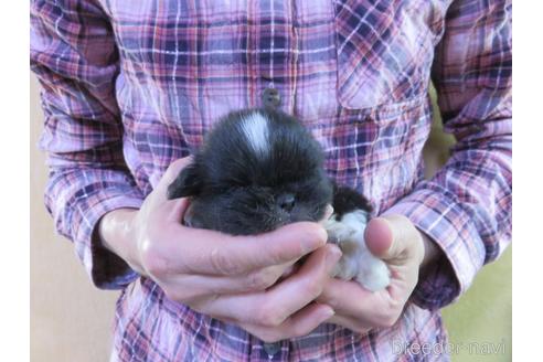 成約済の愛知県のペキニーズ-172749の2枚目