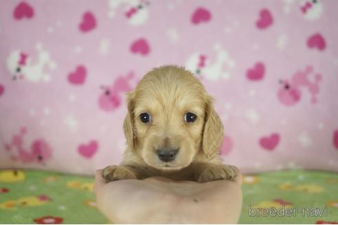 成約済の兵庫県のミニチュアダックスフンド(ロングヘアード)-175104