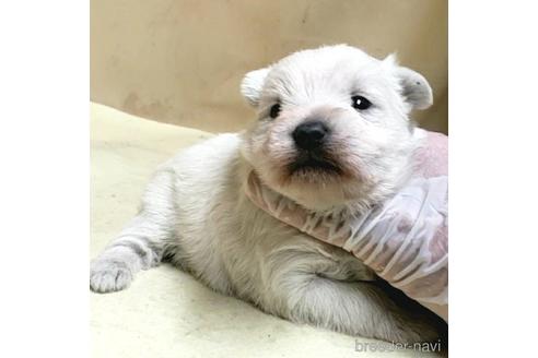 成約済の茨城県のミックス犬-175314の20枚目