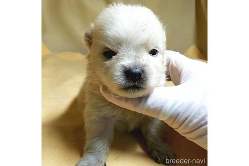 成約済の茨城県のポメラニアン-176270の13枚目