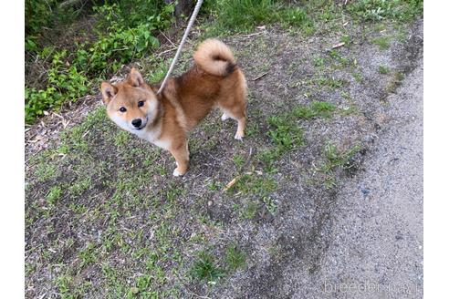 成約済の岡山県の豆柴-161056