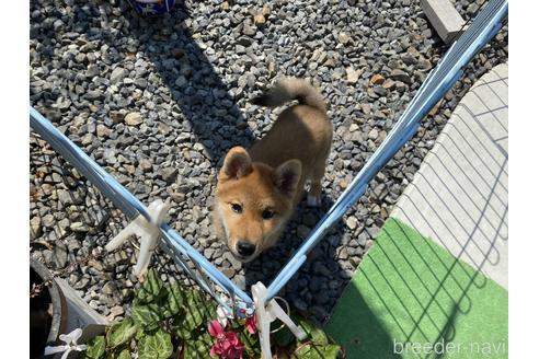 成約済の岡山県の柴犬-175825の2枚目