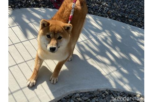 成約済の岡山県の柴犬-148545の4枚目