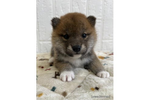 成約済の徳島県の柴犬-178246の4枚目