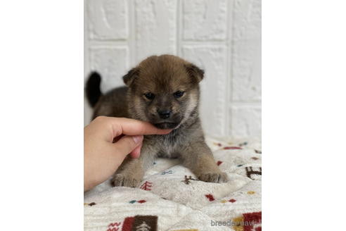 成約済の徳島県の柴犬-178739の3枚目