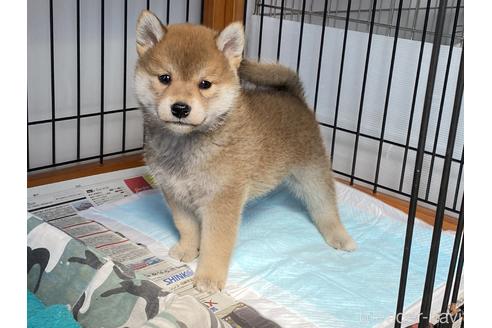 成約済の岡山県の柴犬-175273の1枚目