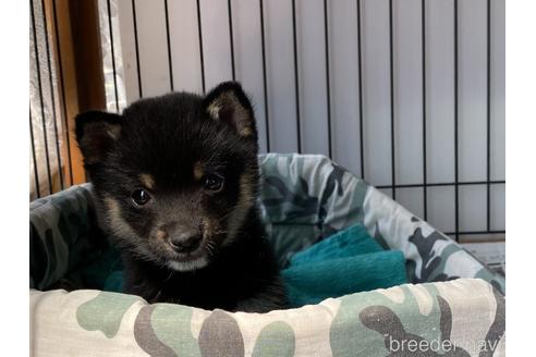 成約済の岡山県の豆柴-180461の3枚目