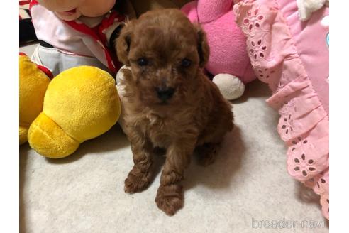 成約済の神奈川県のタイニープードル-180517の6枚目