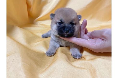 成約済の奈良県の豆柴-182072の1枚目