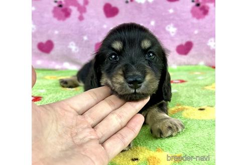 成約済の兵庫県のミニチュアダックスフンド(ロングヘアード)-182163の1枚目