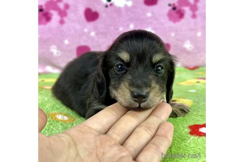 成約済の兵庫県のミニチュアダックスフンド(ロングヘアード)-182171