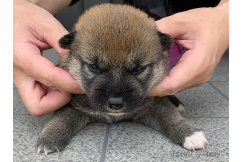 成約済の長崎県の柴犬-182308の1枚目