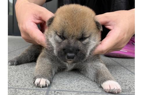 成約済の長崎県の柴犬-182311の3枚目