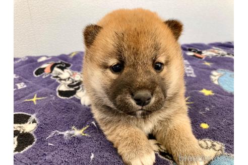 成約済の福井県の柴犬-182898の2枚目