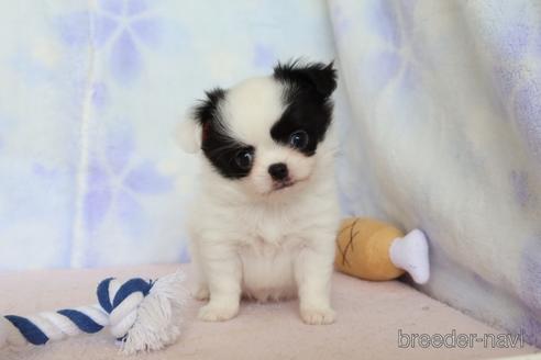 成約済の熊本県のミックス犬-183791の1枚目