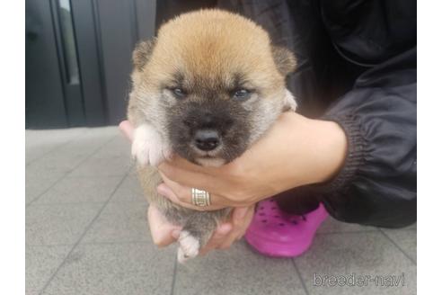 成約済の長崎県の柴犬-183919の3枚目