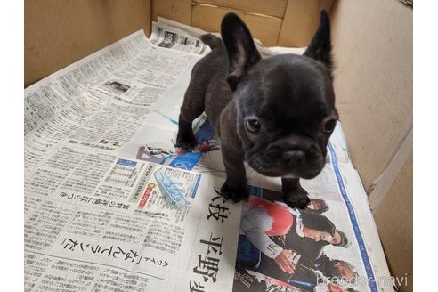 成約済の愛知県のフレンチブルドッグ-183920の11枚目