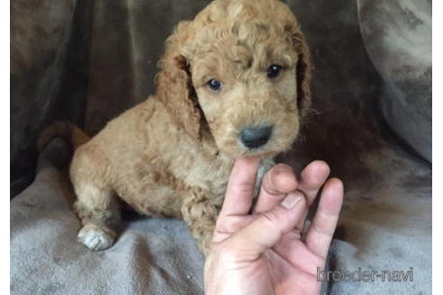 成約済の茨城県のミックス犬-183936の5枚目