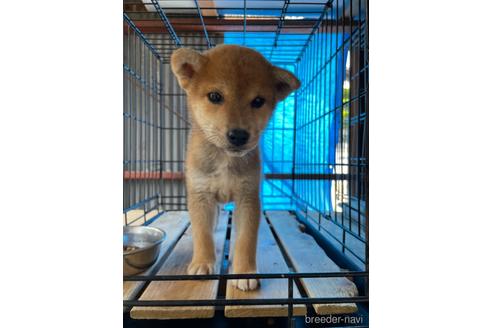 成約済の広島県の柴犬-183195の1枚目