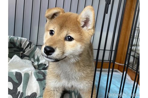 成約済の岡山県の柴犬-180106の2枚目