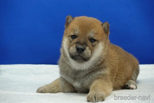 成約済の愛知県の柴犬-185131の9枚目