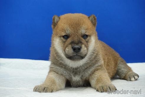 成約済の愛知県の柴犬-185131の11枚目