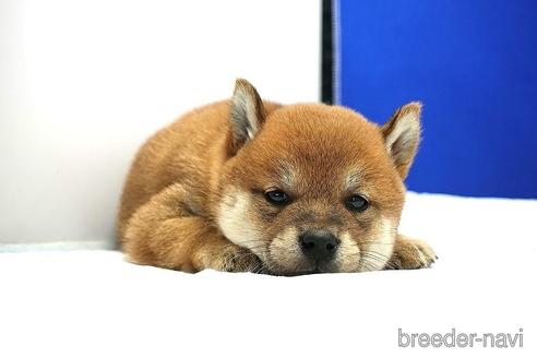 成約済の愛知県の柴犬-185131の3枚目