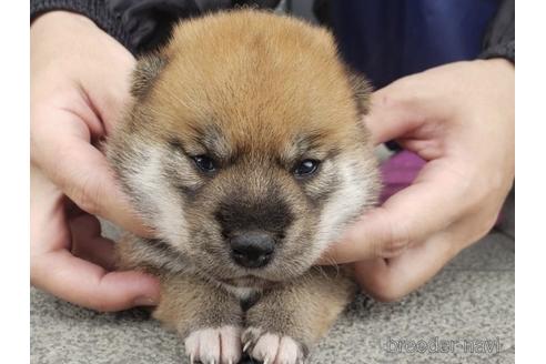 成約済の長崎県の柴犬-187238の1枚目