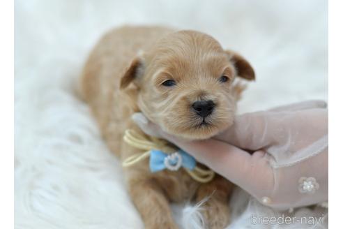 成約済の埼玉県のミックス犬-187388の22枚目