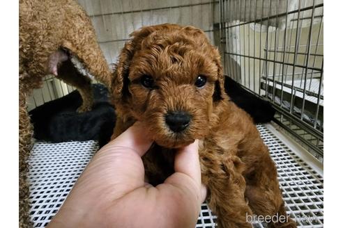 成約済の愛知県のトイプードル-187978の6枚目