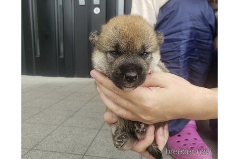 成約済の長崎県の柴犬-188257の2枚目