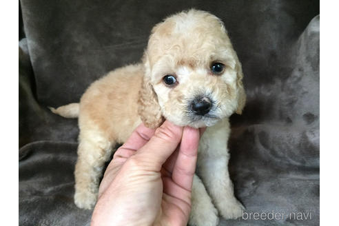 成約済の茨城県のミックス犬-188600の1枚目